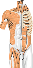 Torso