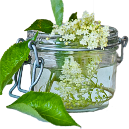 Holunderblüten