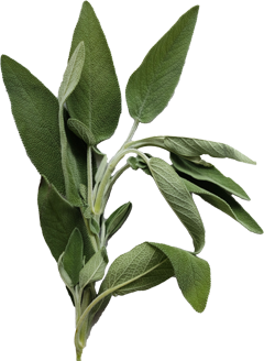 Salbei